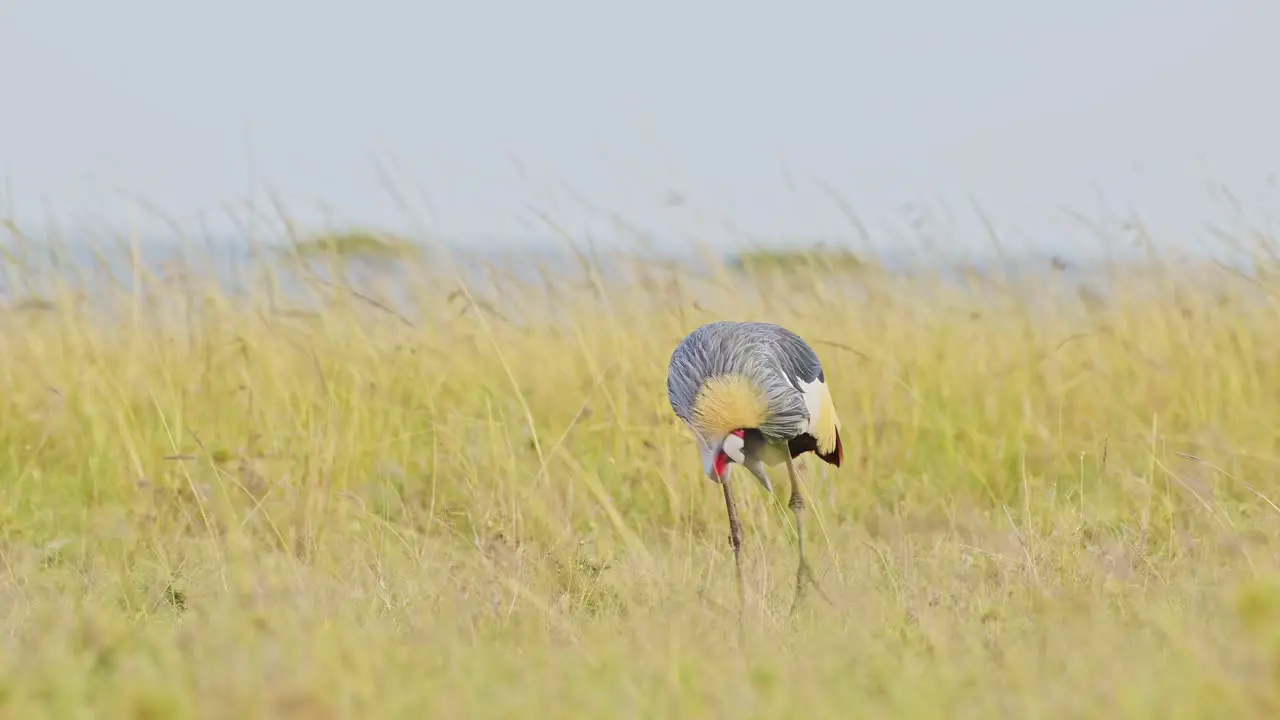 Grey Crowned Crane eating and grazing across the empty windy plains of the Maasai Mara National Reserve Kenya Africa Safari Birds in Masai Mara North Conservancy