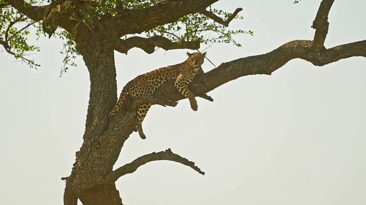 Leopard in Africa Beautiful Masai Mara Wildlife Animals Lying on a Branch Up Resting Up an Acacia Tree on Maasai Mara African Safari in Maasai Mara National Reserve Kenya Africa