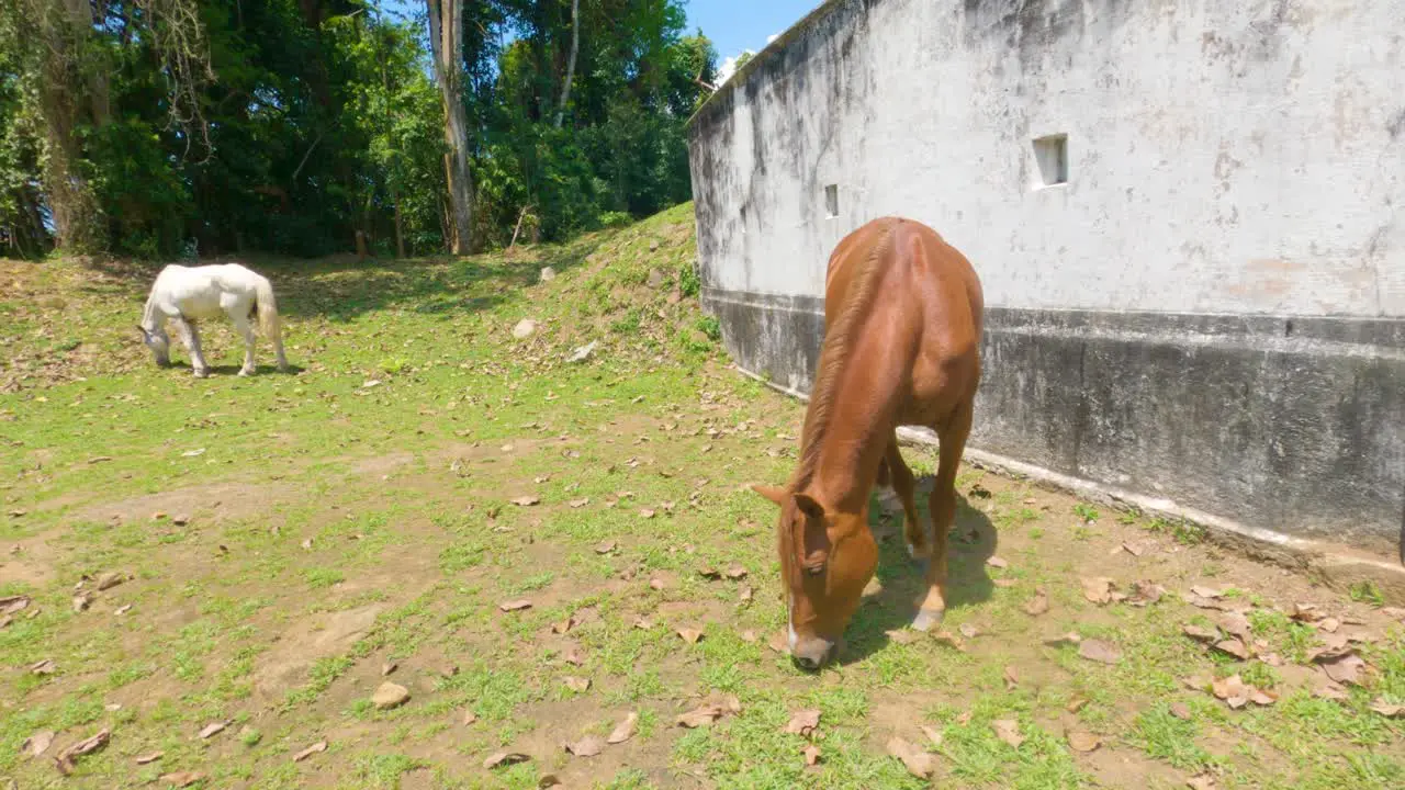 Approaching brown horse grazing grass in sunny day