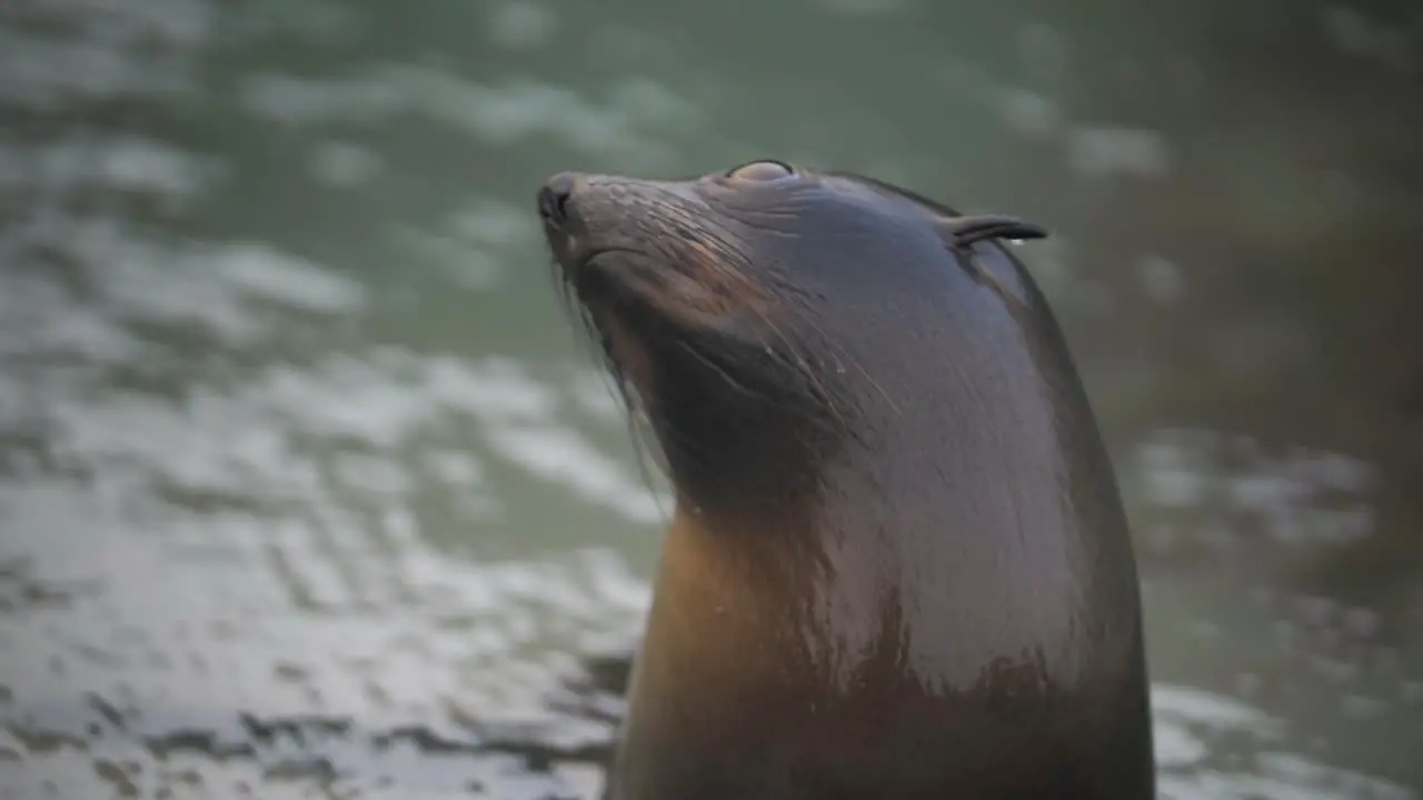 Close up of a baby fur seal's face looking around in all directions