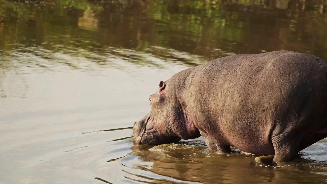 Slow Motion Shot of Hippo Hippopotamus slowly walking into the Mara river to cool down on hot evening African Wildlife in Maasai Mara National Reserve Kenya Africa Safari Animals in Masai Mara