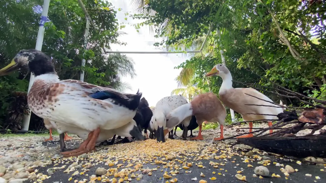 group of ducks eating corn