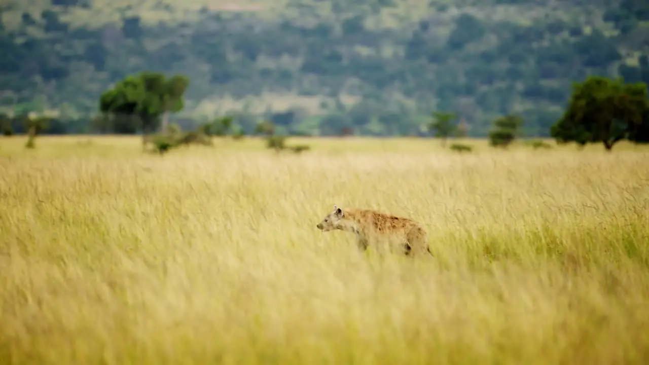 Hyena in African Savanna tall grass empty grasslands in Maasai Mara National Reserve Kenyan wildlife Africa Safari Animals in Masai Mara North Conservancy