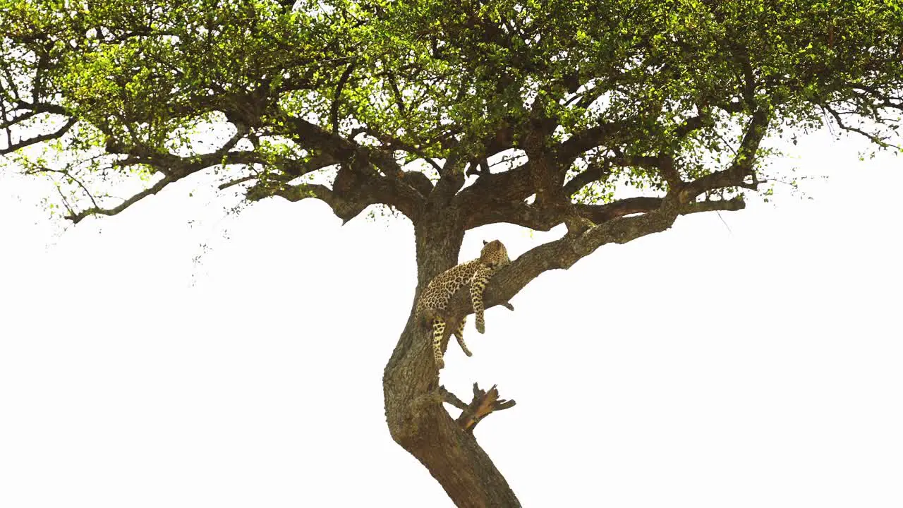 Leopard in Africa Beautiful Masai Mara Wildlife Animals Lying on a Branch Up Resting Up an Acacia Tree on Maasai Mara African Safari in Maasai Mara National Reserve Kenya