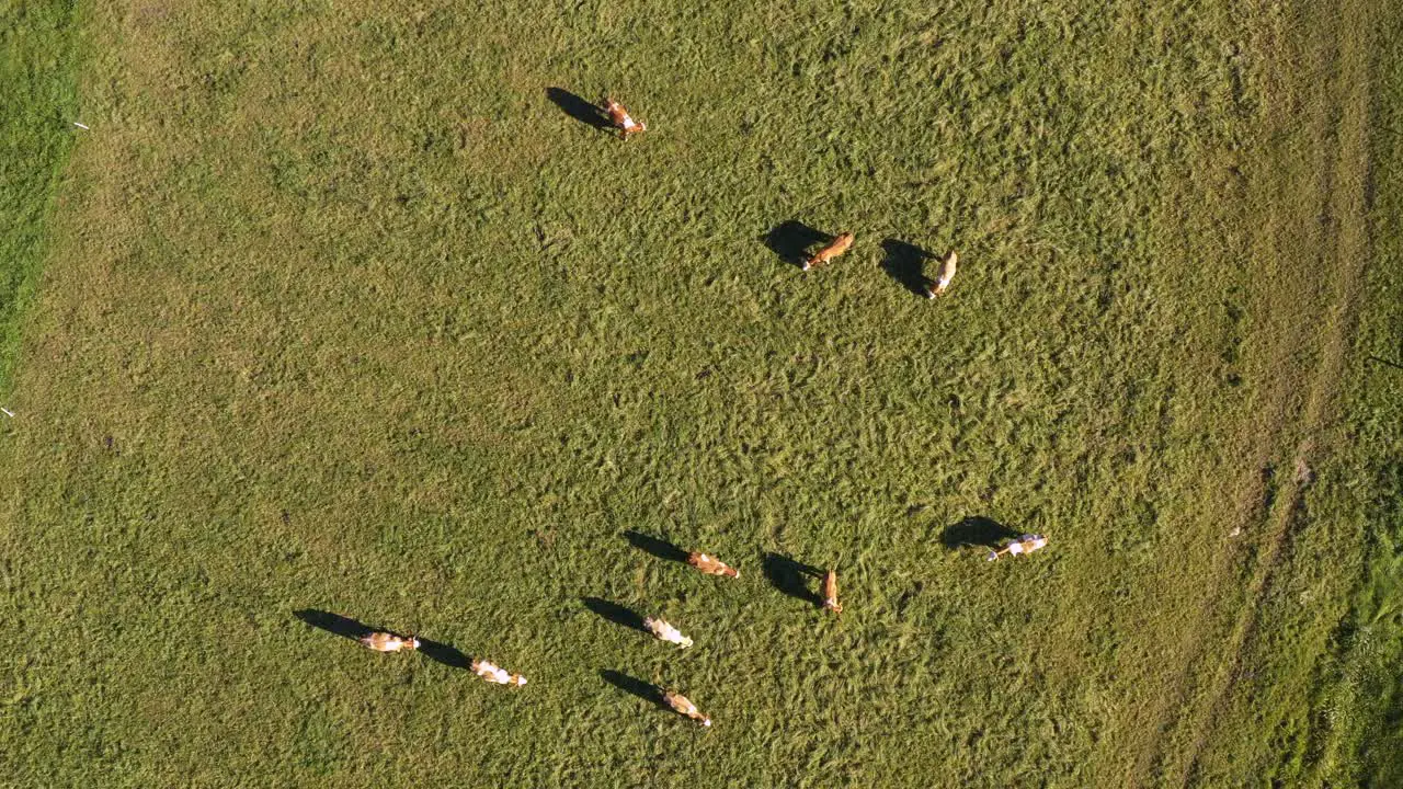 Catlle herd grazing on mountain pasture aerial footage rural scene 4k UHD dairy farm traditional agriculture birds eye view from above