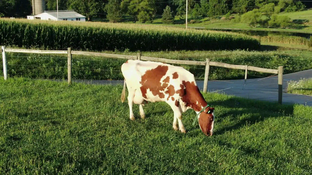 Red and white Holstein cow grazes on grass in meadow pasture during magic hour dairy beef milk meat cattle agriculture industry