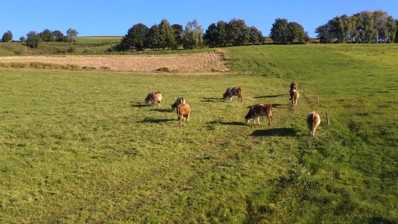 Catlle herd grazing on mountain pasture aerial footage rural scene 4k UHD high angle ecological agriculture dairy farm