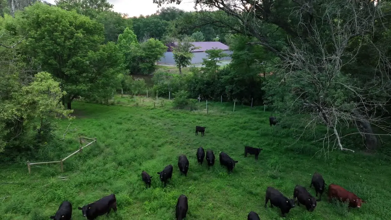 Aerial rising shot of beef cows reveals dirty river