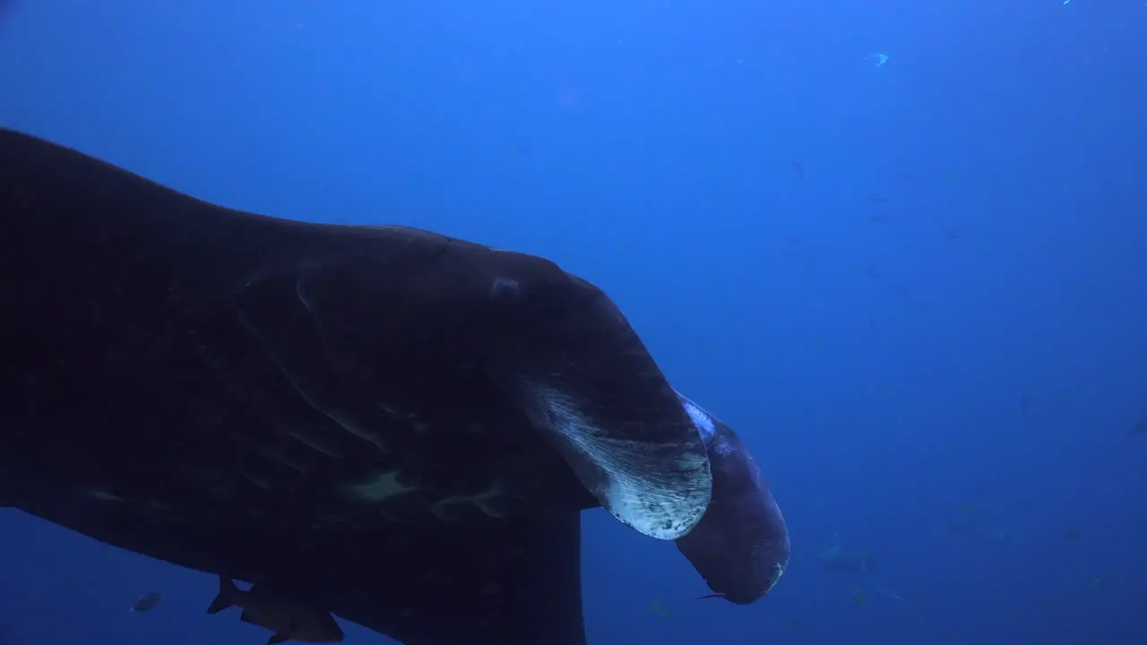 Black Manta Ray turn in front of camera