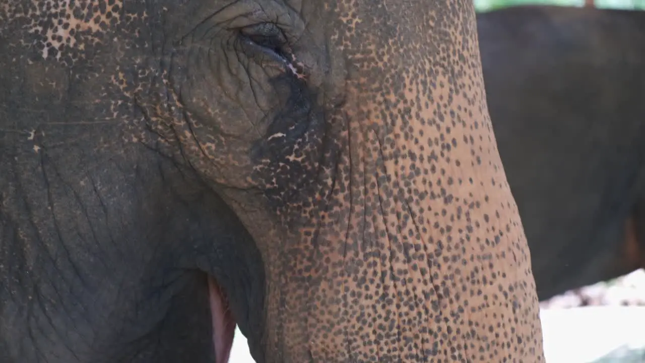 close up of Thai elephants eating palm tree leaf's at a elephant camp on Koh Chang island