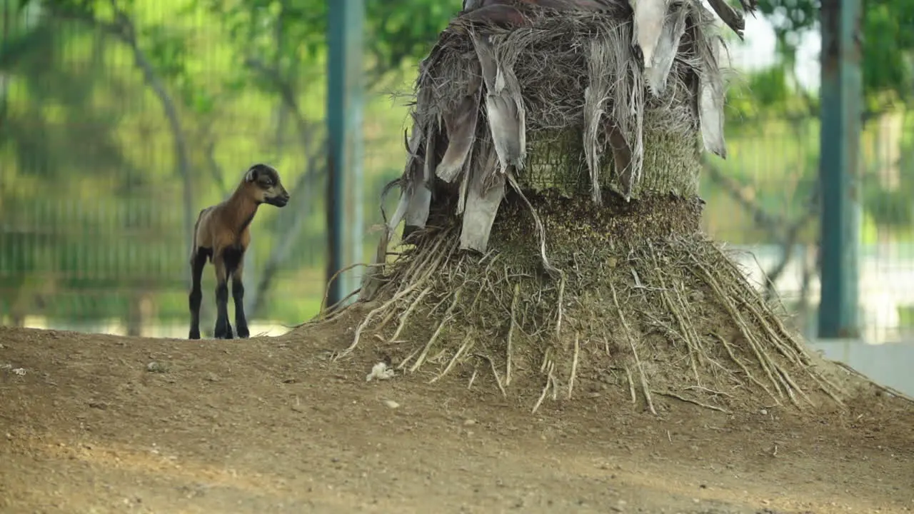 wild sheep cub is falling