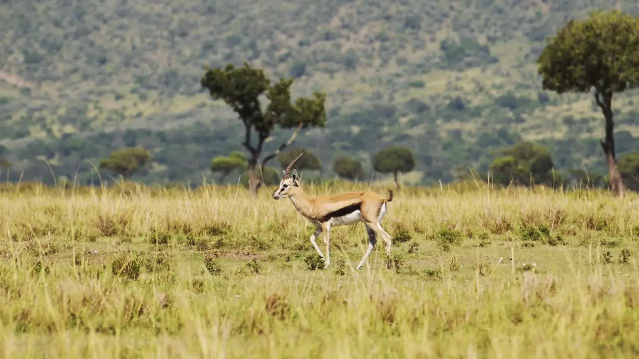 Slow Motion Shot of Gazelle gracefully walking amongst beautiful greenery African Wildlife in Maasai Mara National Reserve Kenya Africa Safari Animals in Masai Mara North Conservancy