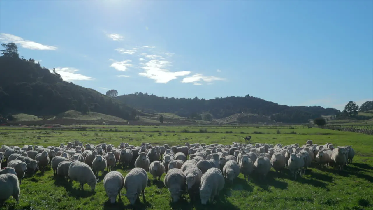 sheep herd coming in from the hillside