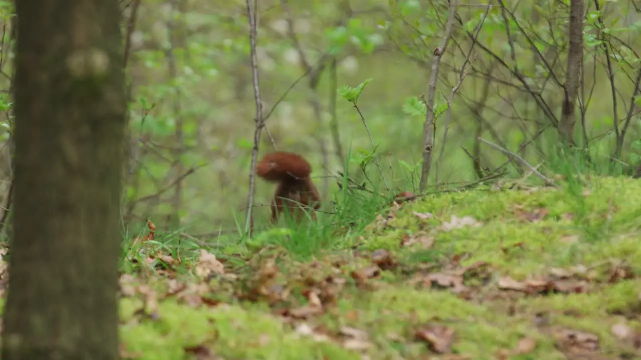 Red squirrel runs off hopping as it goes into woods shot from behind