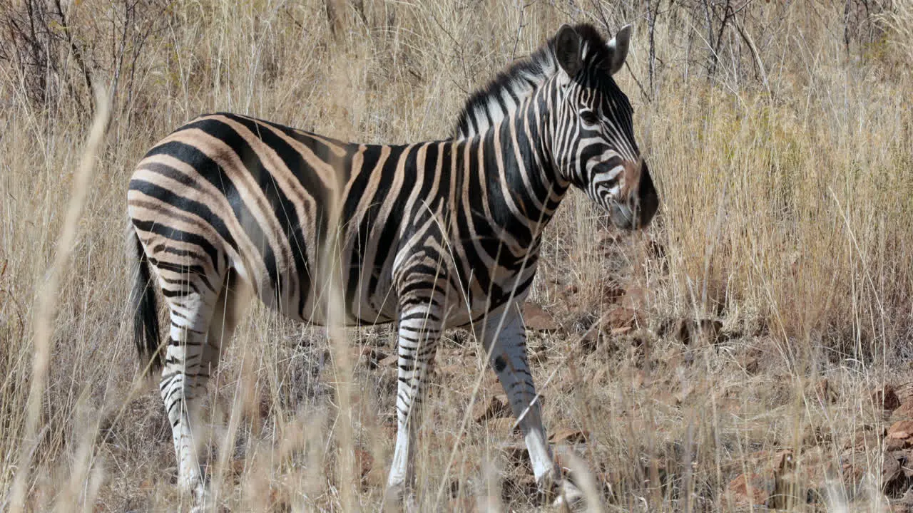 Zebra grazing on the plains