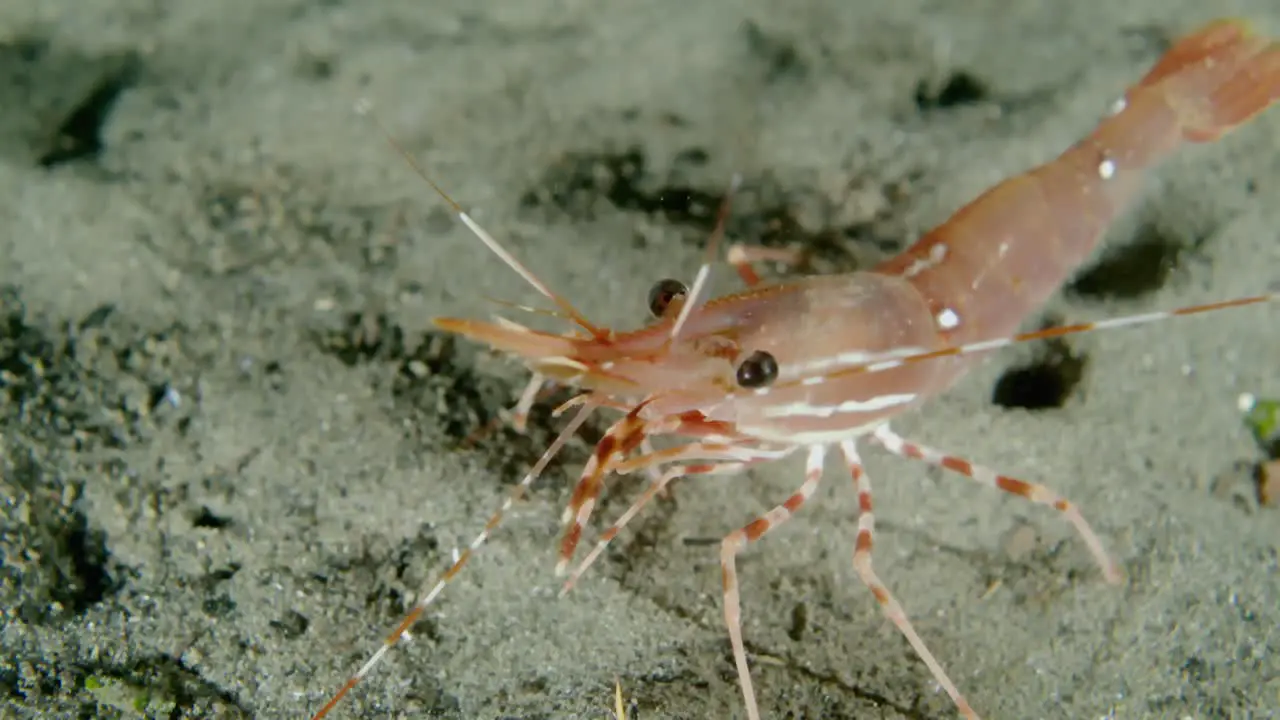 Close up of a spot prawn