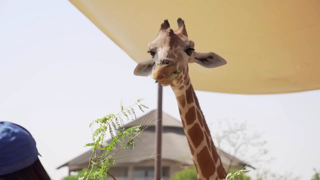 A Giraffe enjoying its food