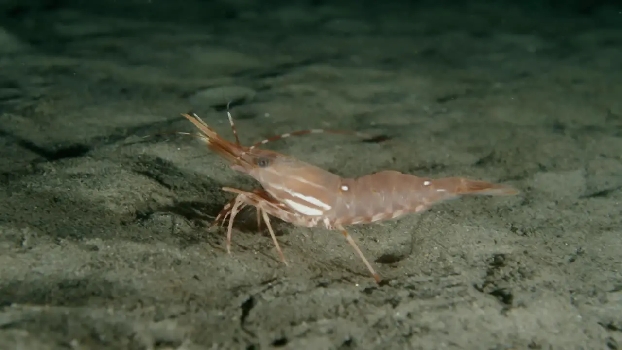 adult spot prawn moving along the sand substrate in the Pacific Ocean