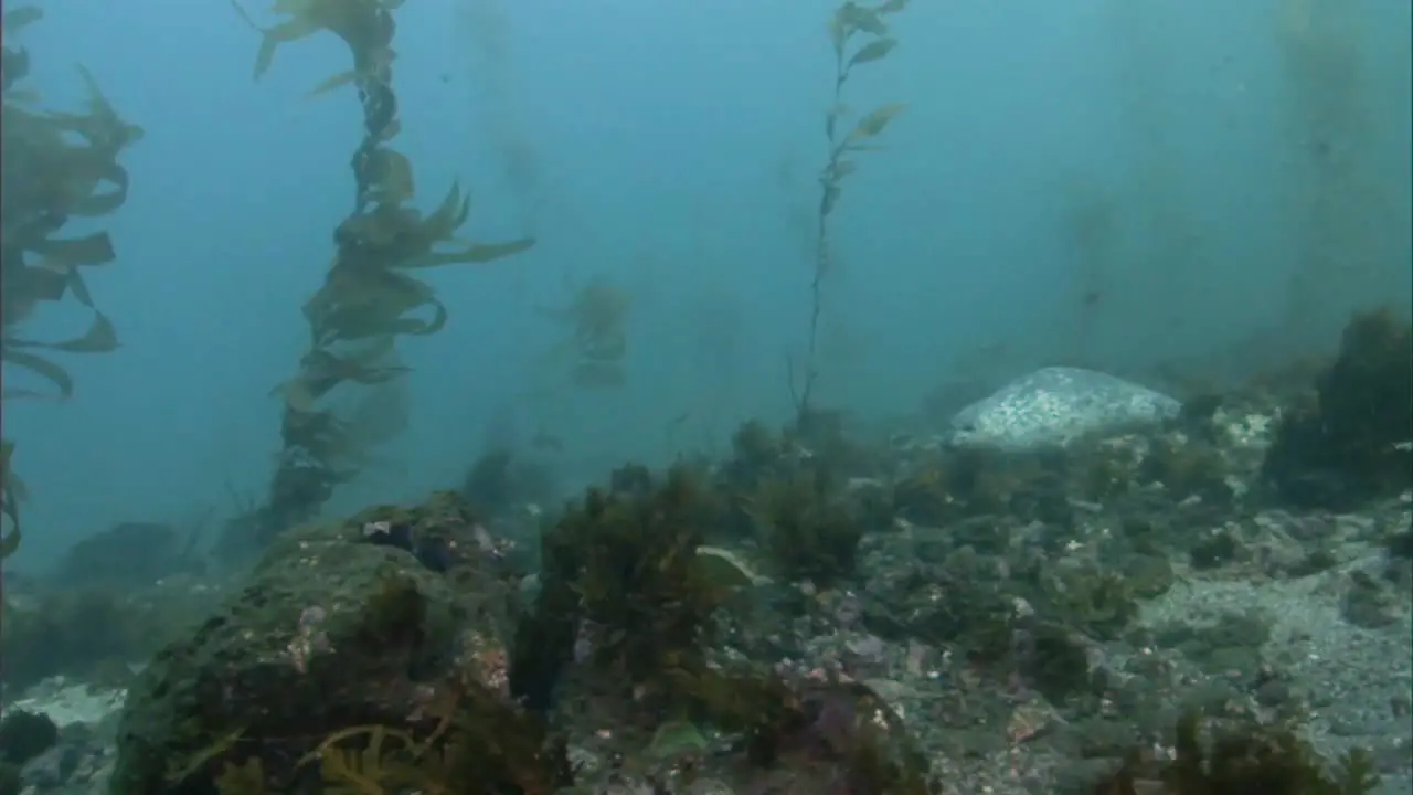 Underwater Footage Of A Harbor Seal Swimming On the Pacific Coast