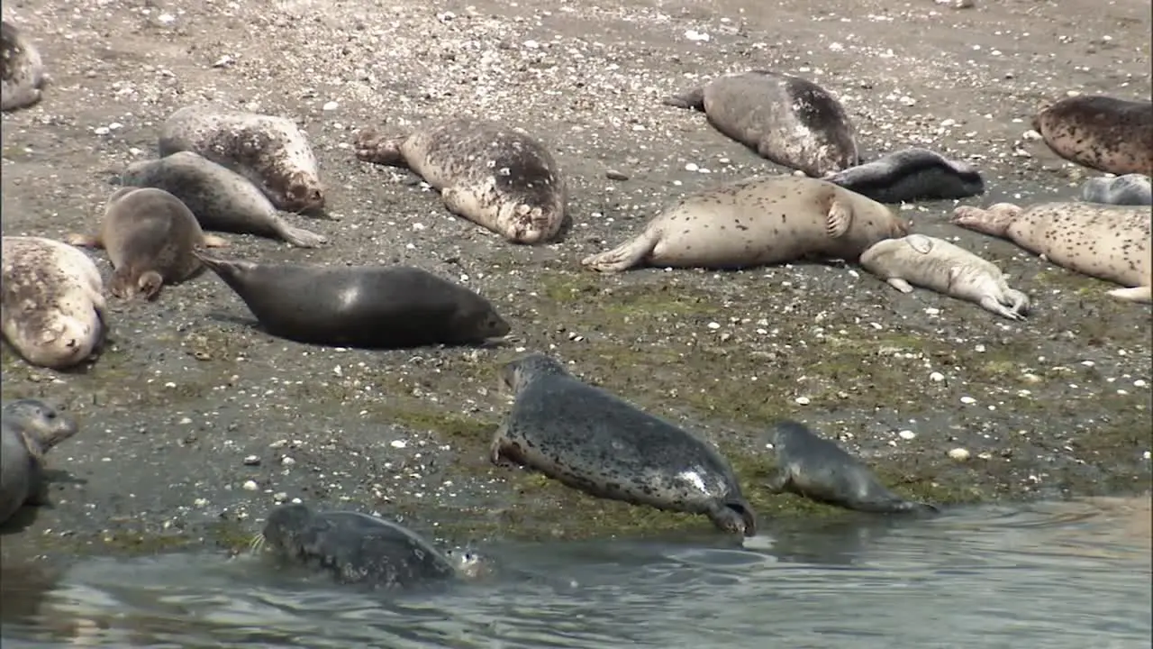 Harbor Seals And their Younglings Hang Out On the Beach Of A Small Harbor On the Pacific Coast