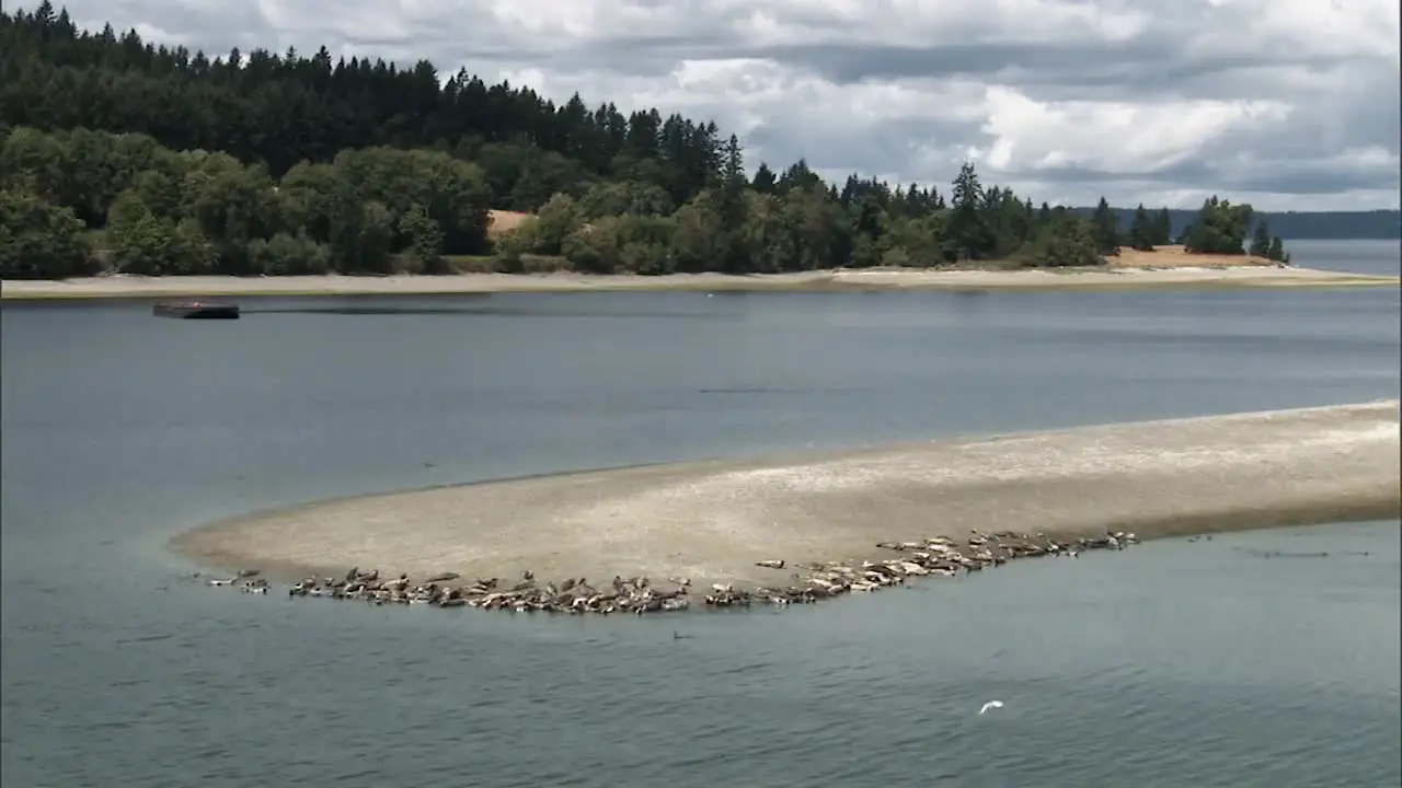 A Large Number Of Harbor Seals Hang Out And Swim In A Small Harbor On the Pacific Coast