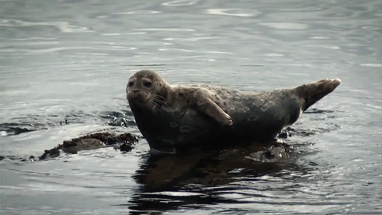 A Harbor Seal Laying Lazingly On the Pacific Coast