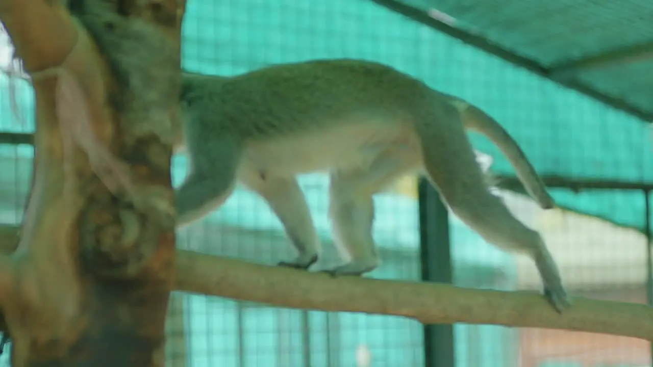 Small monkey jumps from branch to branch inside a zoo cage covered in green plastic