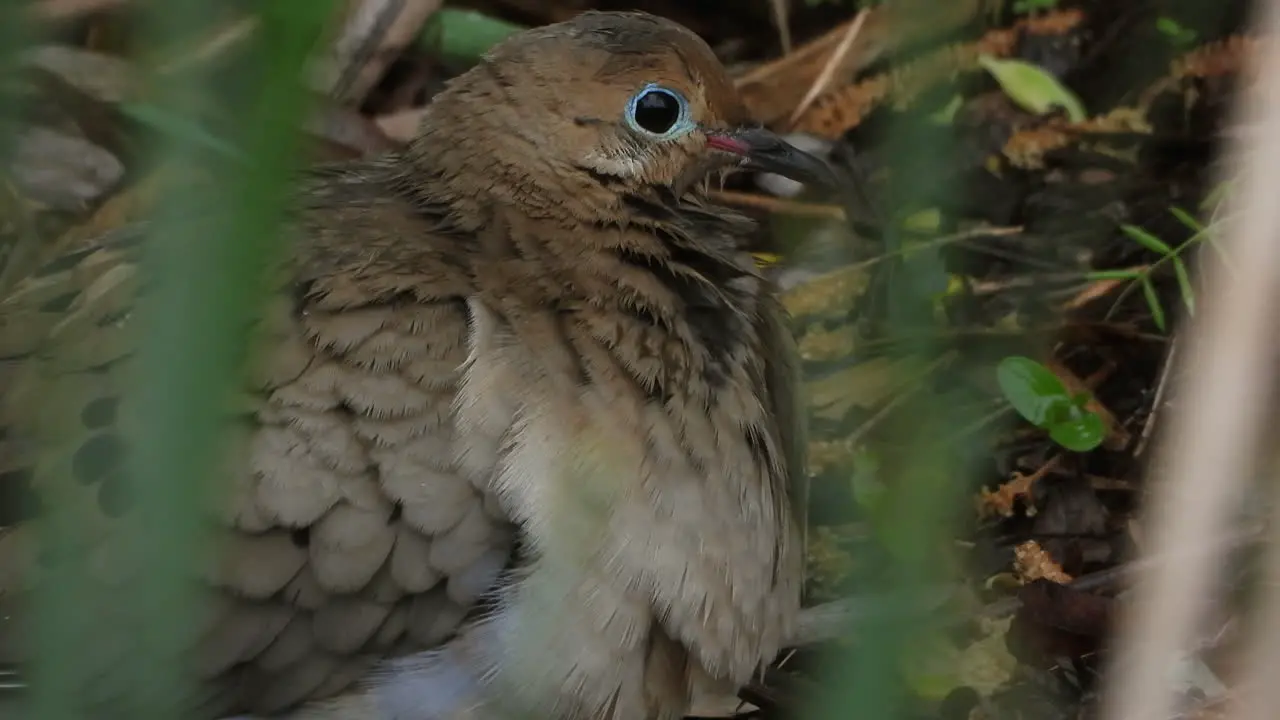 Curious Mourning Dove sitting in the woods and looking around close up shot