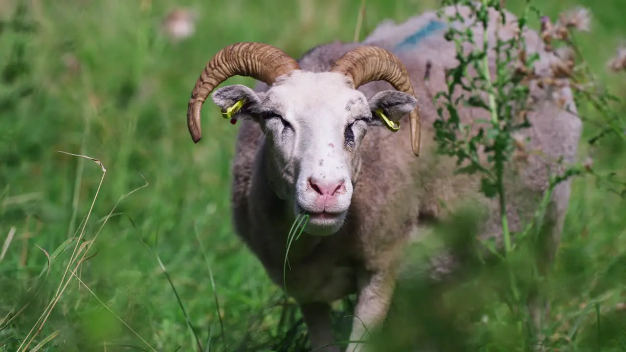 Farm sheep grazing eating grass and looking to camera in a field close-up slow motion