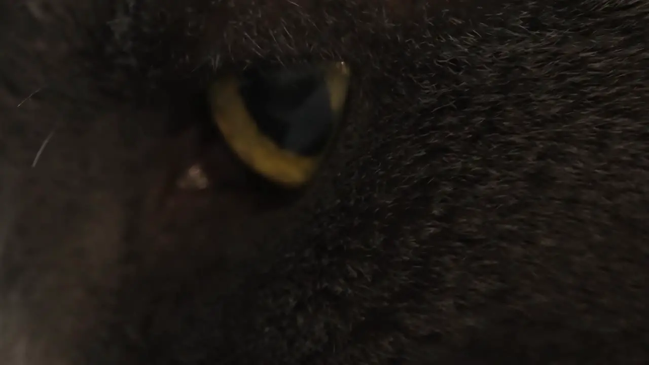 Closeup of cat eye with yellow orange coloring around pupil of black cat