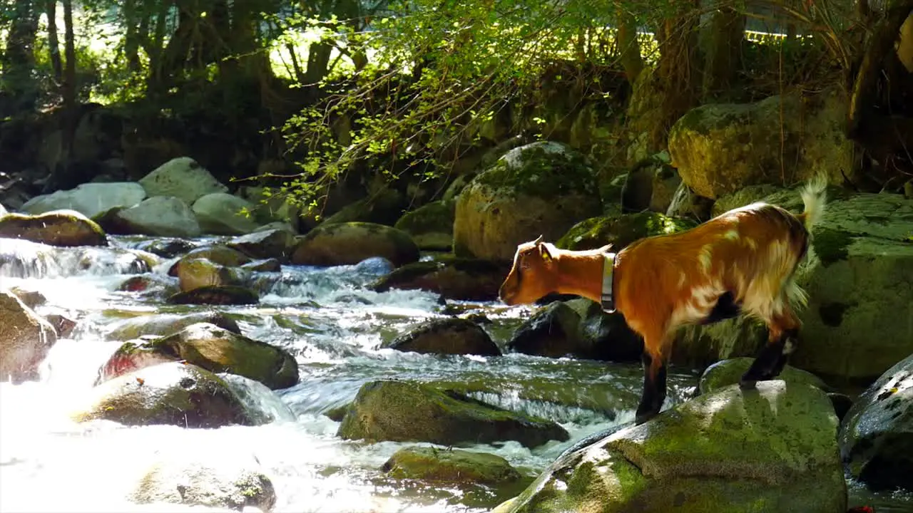 brown goat standing on a rock by a river