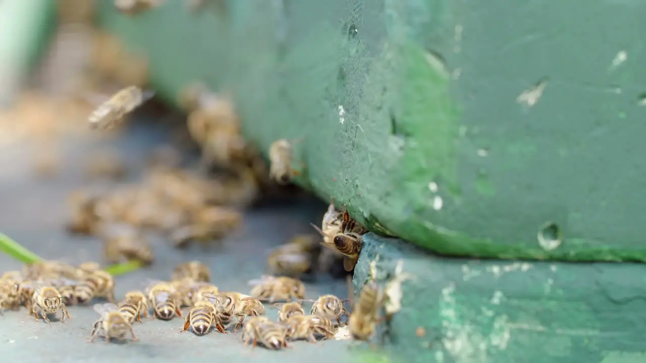 Close up shot of a bee swarm at a beehive