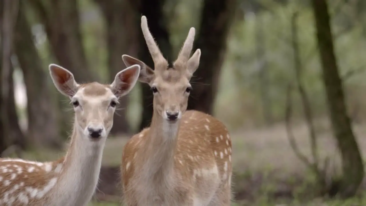 Pair of watchful spotted horned deer fawn standing in woodland wilderness mid shot