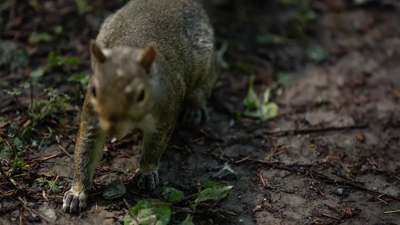 Close up shot of a squirrel walking on a path looking for food