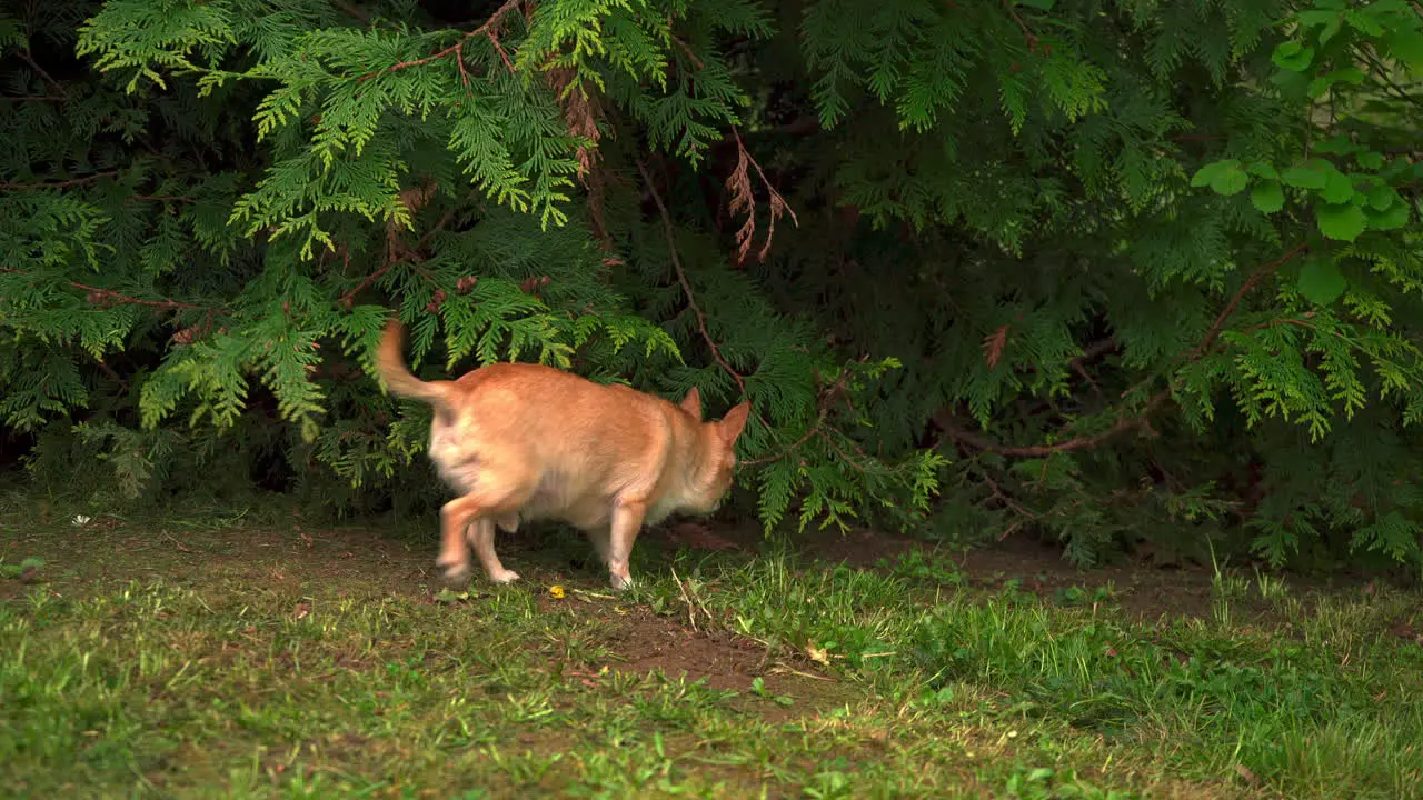 Small chihuahua dog sniffing through the grass and tree branches