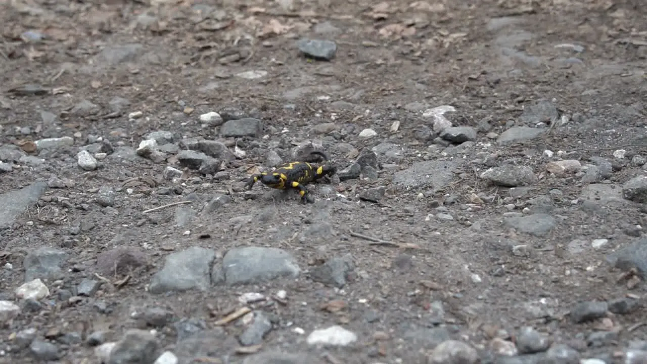 European fire salamander crawling on dry rocky ground