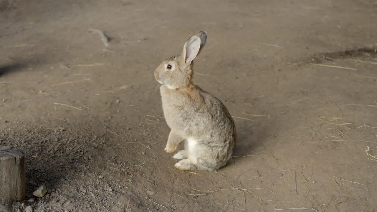 Cute rabbit sitting on dirty floor move away view