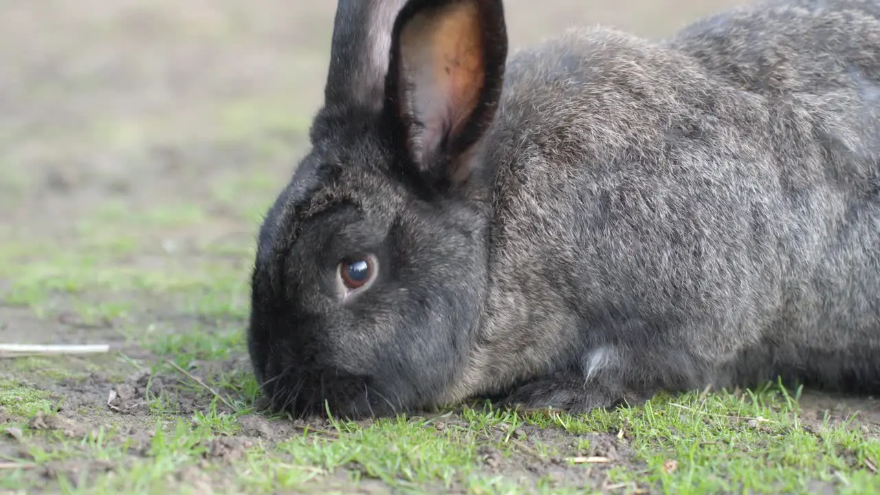 Grown up black rabbit eating grass close up view