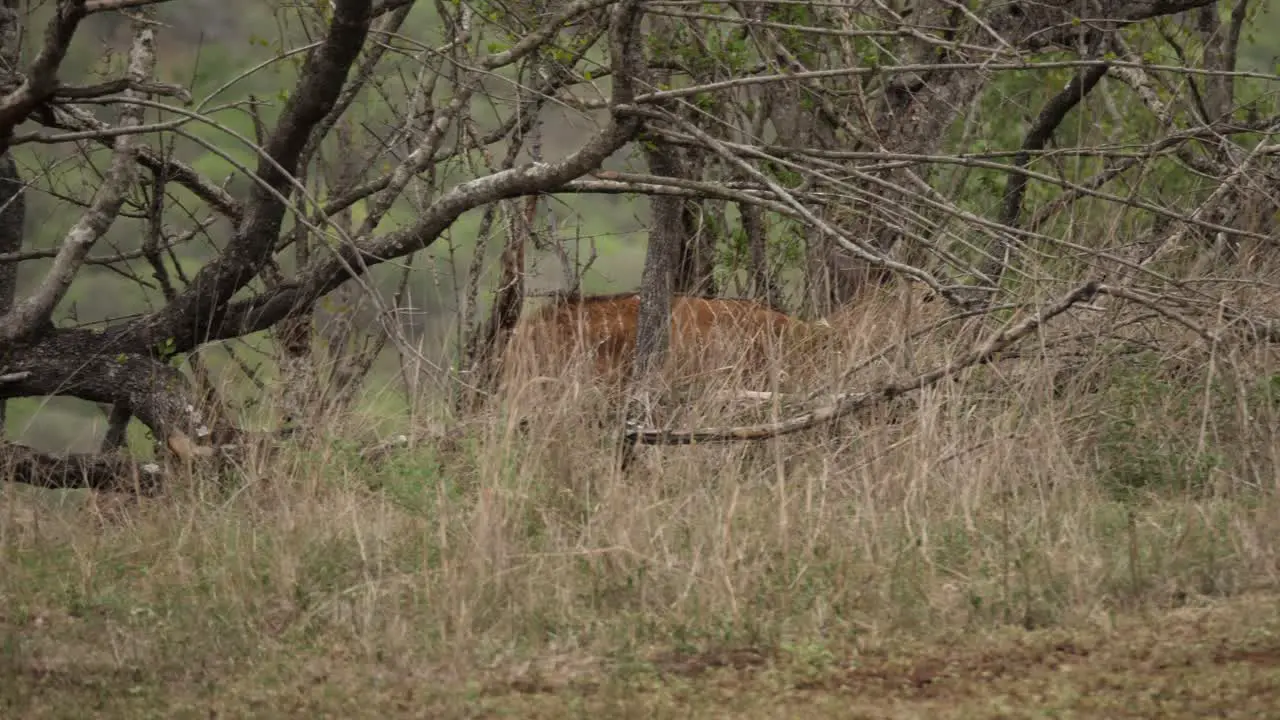 panning Nyala walking through the dry brush at a distance