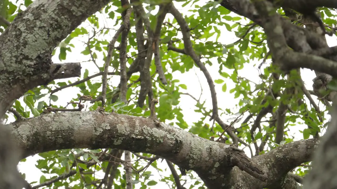 rear view of large crowned eagle as it takes flight from tree branch