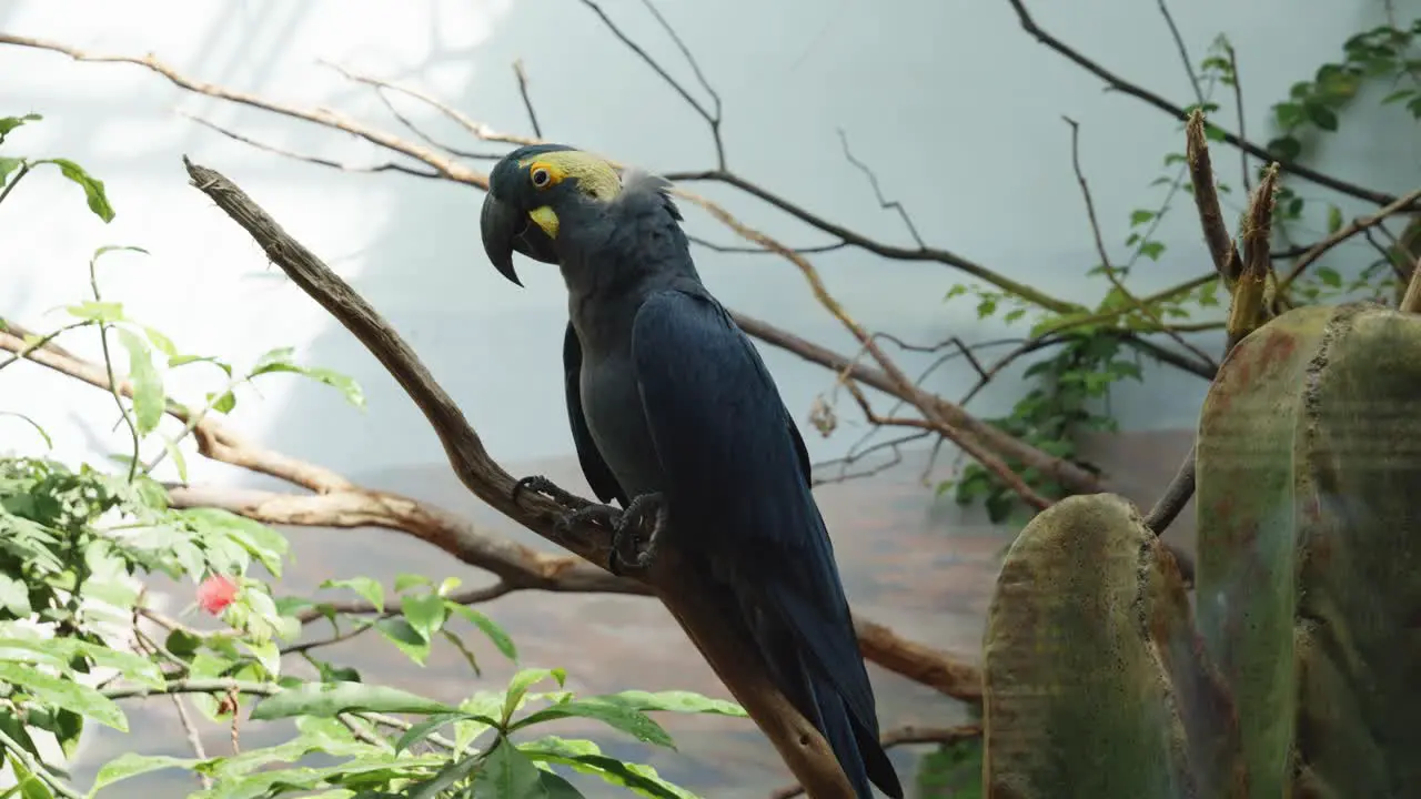 A parrot sitting on a branch inside a cage