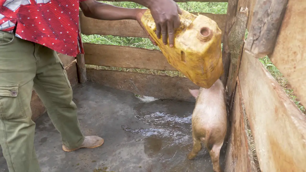 African man pouring water on a tired and hot pig in a pig sty in rural Africa