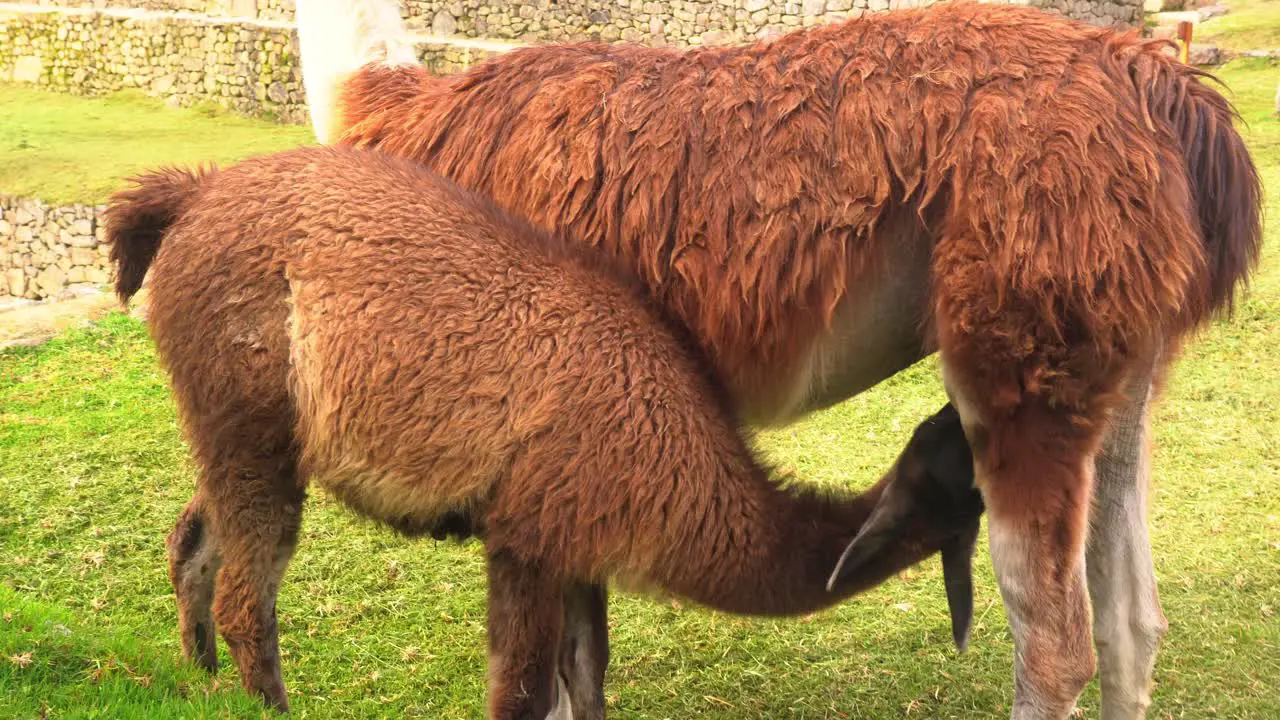 Young Brown Alpaca Suckling Milk From Its Mother close up