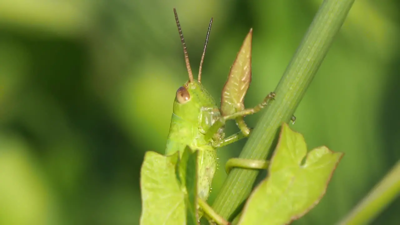 Close Up Shot Of Green Grasshopper Perched On Plant Stem With Creamy Bokeh Background