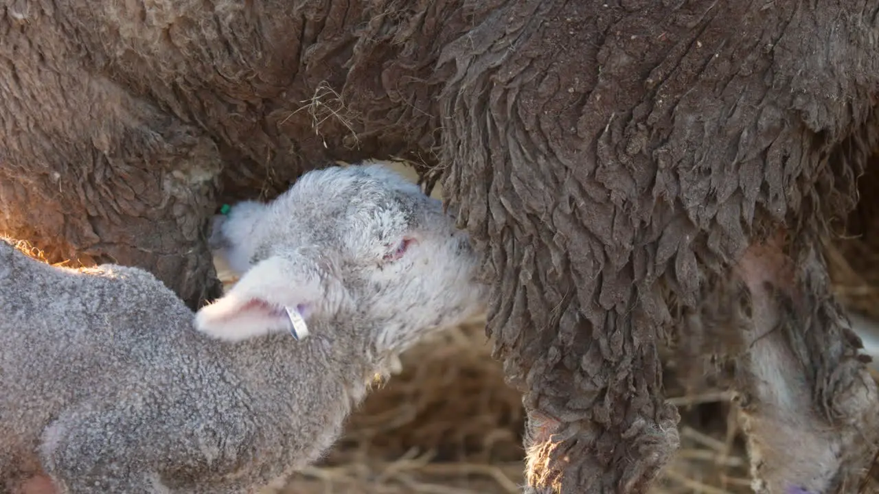 Newborn Lamb suckling milk from sheep mothers teats close up