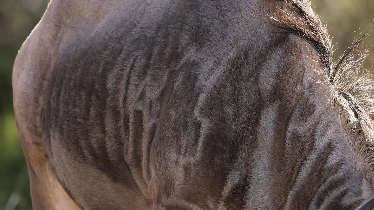 Beautiful Animal Fur Coat Design on African Wildebeest Closeup