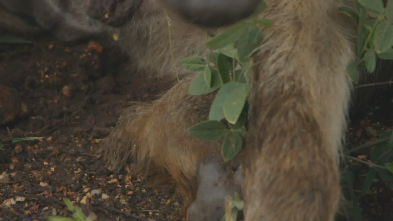 Close up of hyena licking the own paw