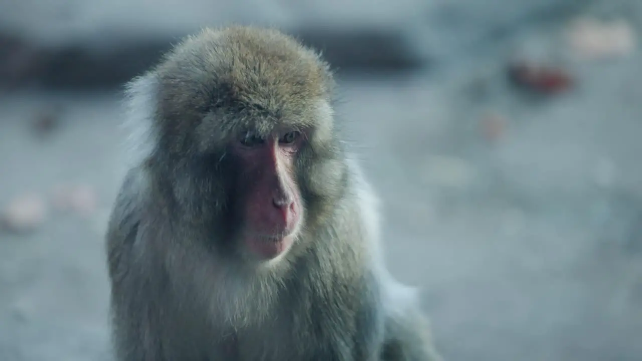 Closeup Of Young Furry Monkey In Daytime