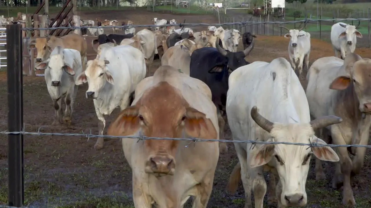 Herd of beef cattle walk toward barb wire fence and camera Asian breed