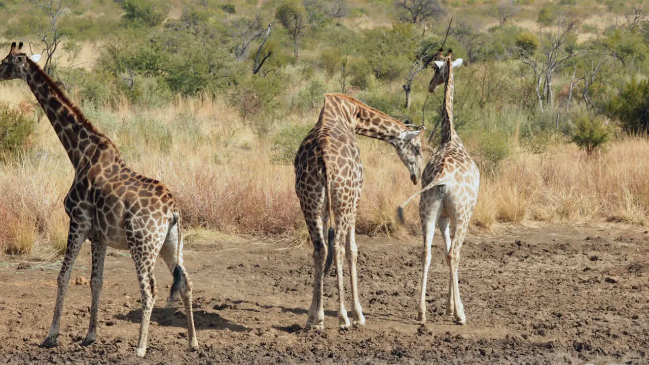 Giraffes walking to the water